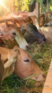 website ithaq.pngaaa